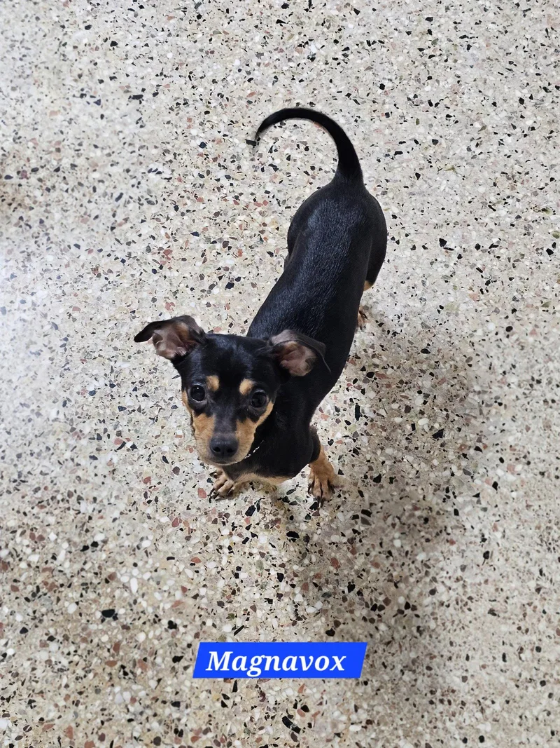 A young medium-sized male Chihuahua dog named Magnavox for adoption in Metairie, LA