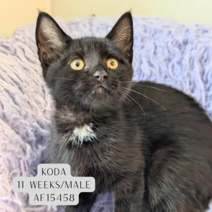 A young medium-sized male Black Domestic Short Hair cat named Koda for adoption in Supply, NC