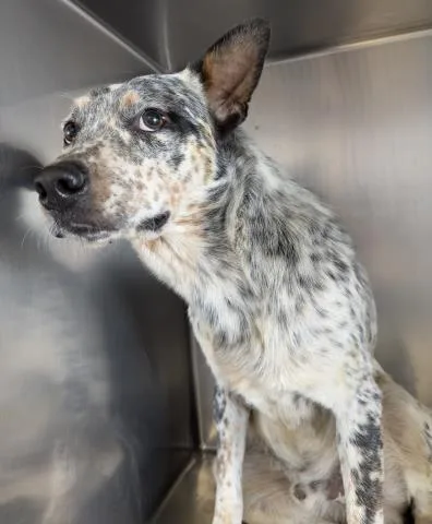 An adult large-sized male Australian Cattle Dog / Blue Heeler dog named Cisco for adoption in Riverside, CA