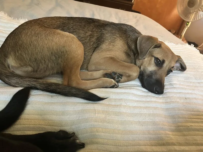 Mya
