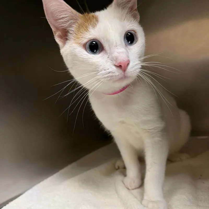 A young medium-sized female White Domestic Short Hair cat named Stormi for adoption in Auburn, AL