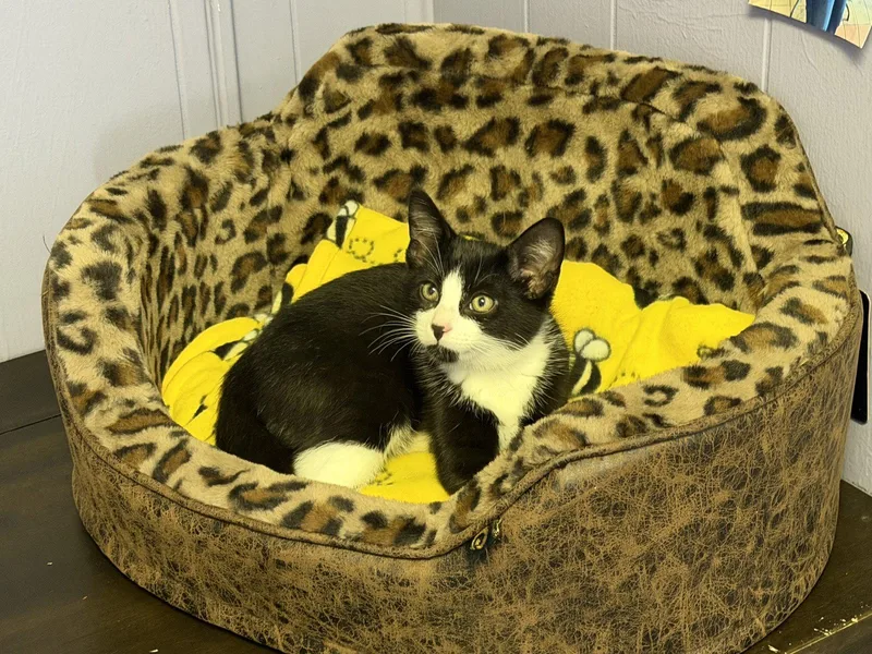 A baby medium-sized male Domestic Short Hair cat named Dickie for adoption in Stewartsville, NJ