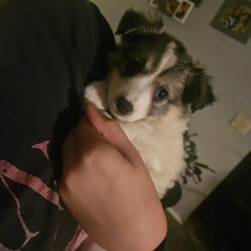 A baby medium-sized male American Eskimo Dog dog named Cole for adoption in Tomah, WI