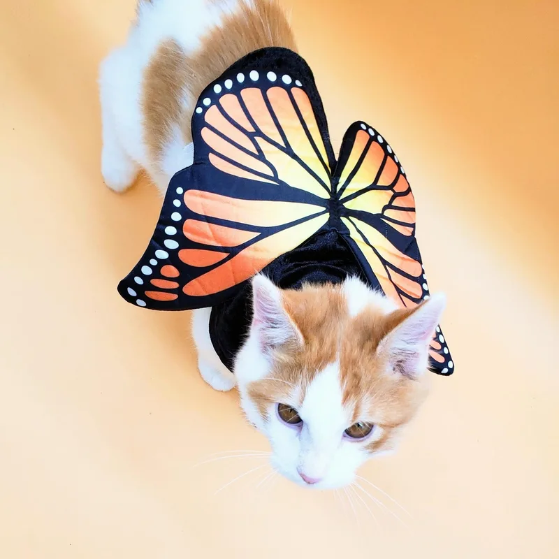 A young medium-sized male Orange / Red Domestic Short Hair cat named Butterscotch for adoption in Springfield, MO