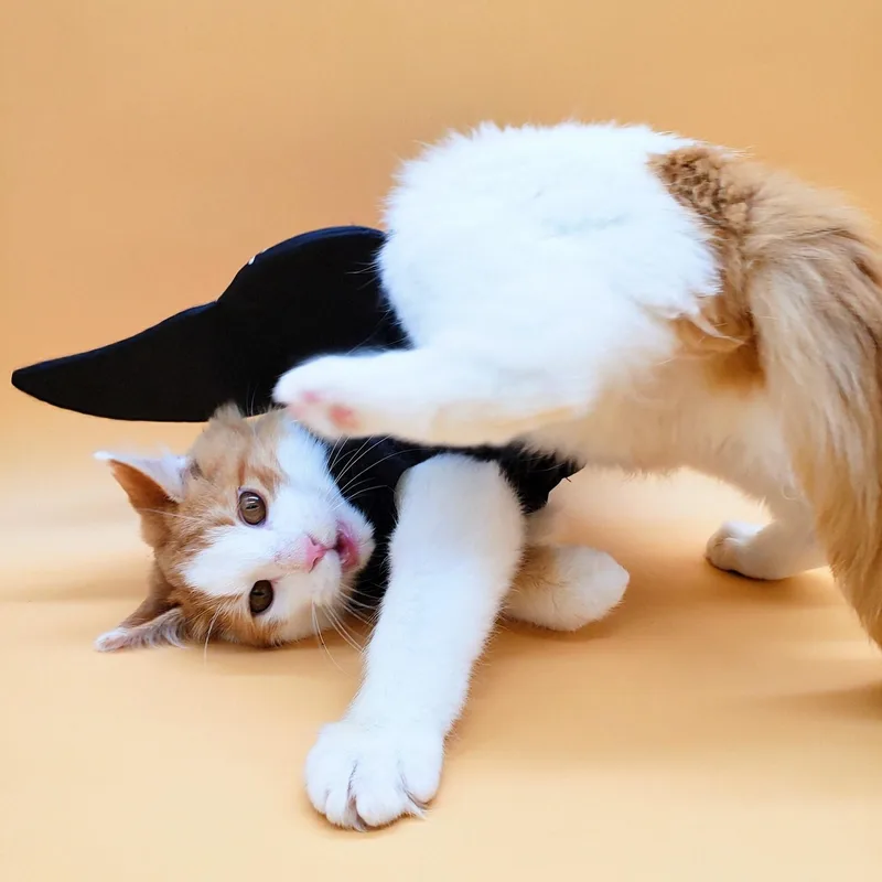 Butterscotch thumbnail 3