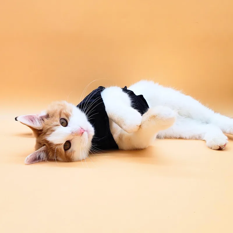 Butterscotch thumbnail 4