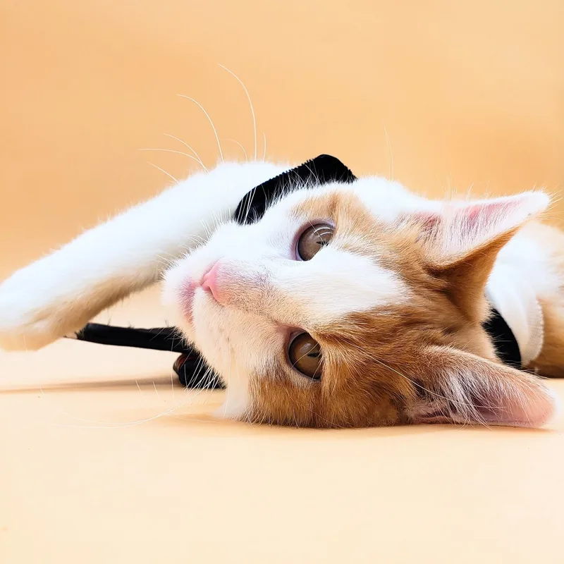 Butterscotch thumbnail 5