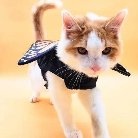 Butterscotch thumbnail 6