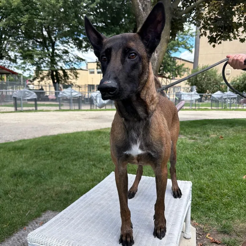 An adult medium-sized male Black Belgian Shepherd / Malinois dog named Small Fry for adoption in Northbrook, IL