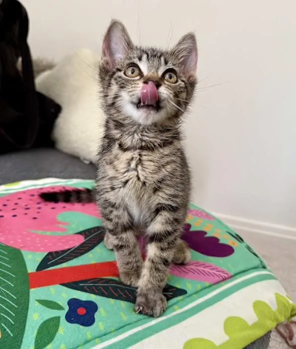 A baby medium-sized female Tabby (Brown / Chocolate) Domestic Short Hair cat named Tallulah for adoption in Chicago, IL
