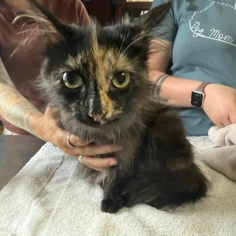 A young small-sized female Tortoiseshell Domestic Long Hair cat named Ribbon for adoption in Archbold , OH
