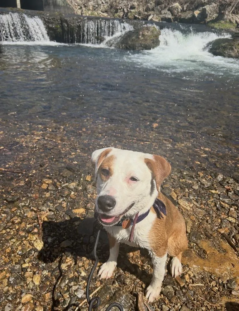 An adult medium-sized female Terrier dog named Bindi for adoption in Boston, MA