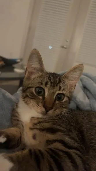 A baby small-sized male Tabby (Brown / Chocolate) Domestic Short Hair cat named Copper for adoption in Wilmington, NC