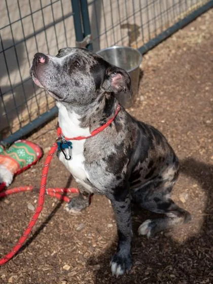 An adult large-sized male Mixed Breed dog named Palette for adoption in Chamblee, GA