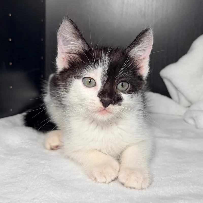 A baby small-sized male White Domestic Medium Hair cat named Dash for adoption in Los Angeles, CA