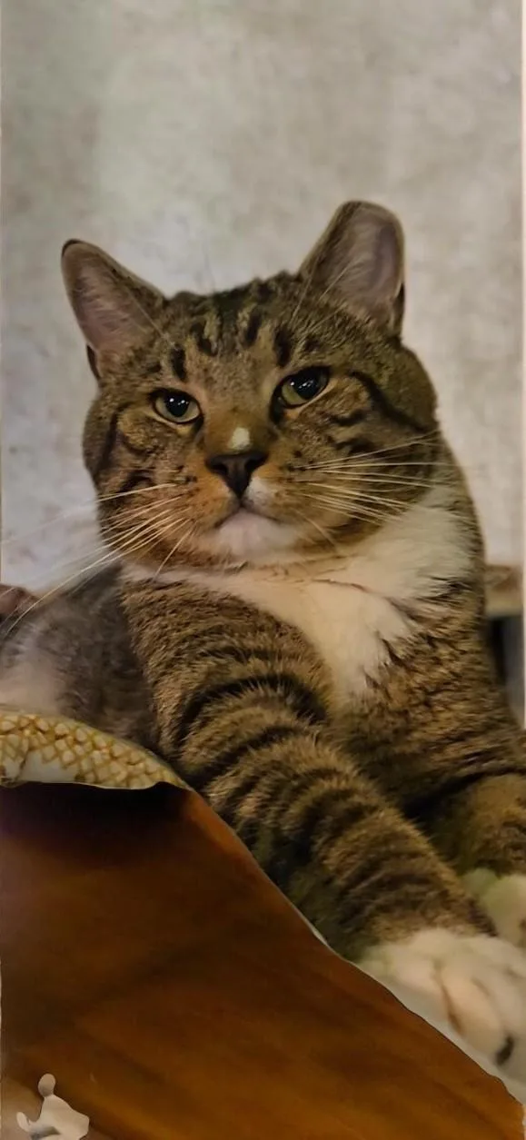 An adult large-sized male Tabby (Brown / Chocolate) Domestic Short Hair cat named Jackson for adoption in Kenhorst, PA