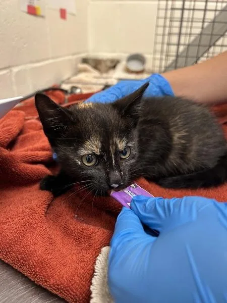 A baby small-sized female Domestic Short Hair cat named Persimmon for adoption in Santa Rosa, CA