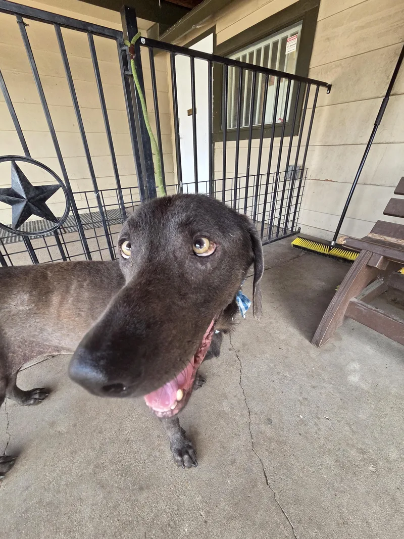 An adult large-sized male Gray / Blue / Silver Chocolate Labrador Retriever dog named Silas for adoption in Plano, TX