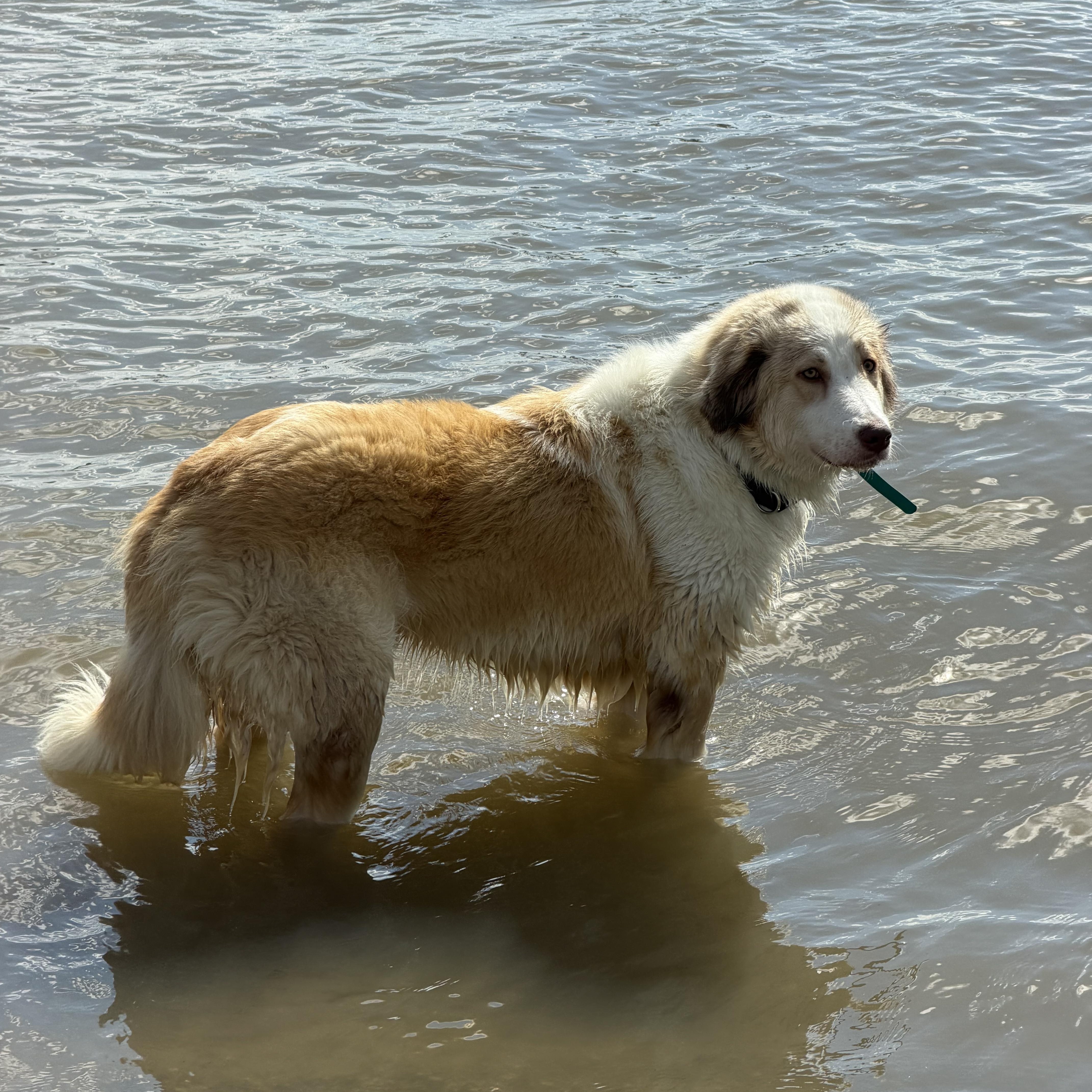 An adult large-sized female Caucasian Sheepdog / Caucasian Ovtcharka dog named Tutu for adoption in New York, NY