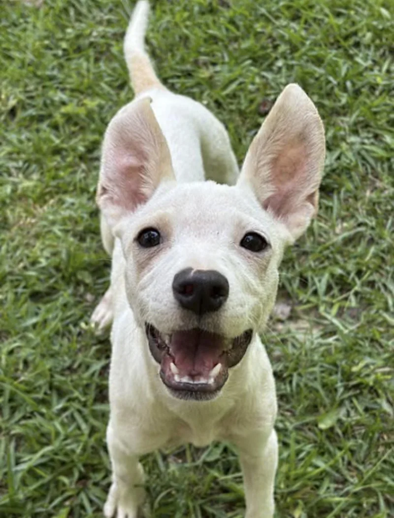 A baby medium-sized female White / Cream Australian Shepherd dog named Mango for adoption in Watertown, CT