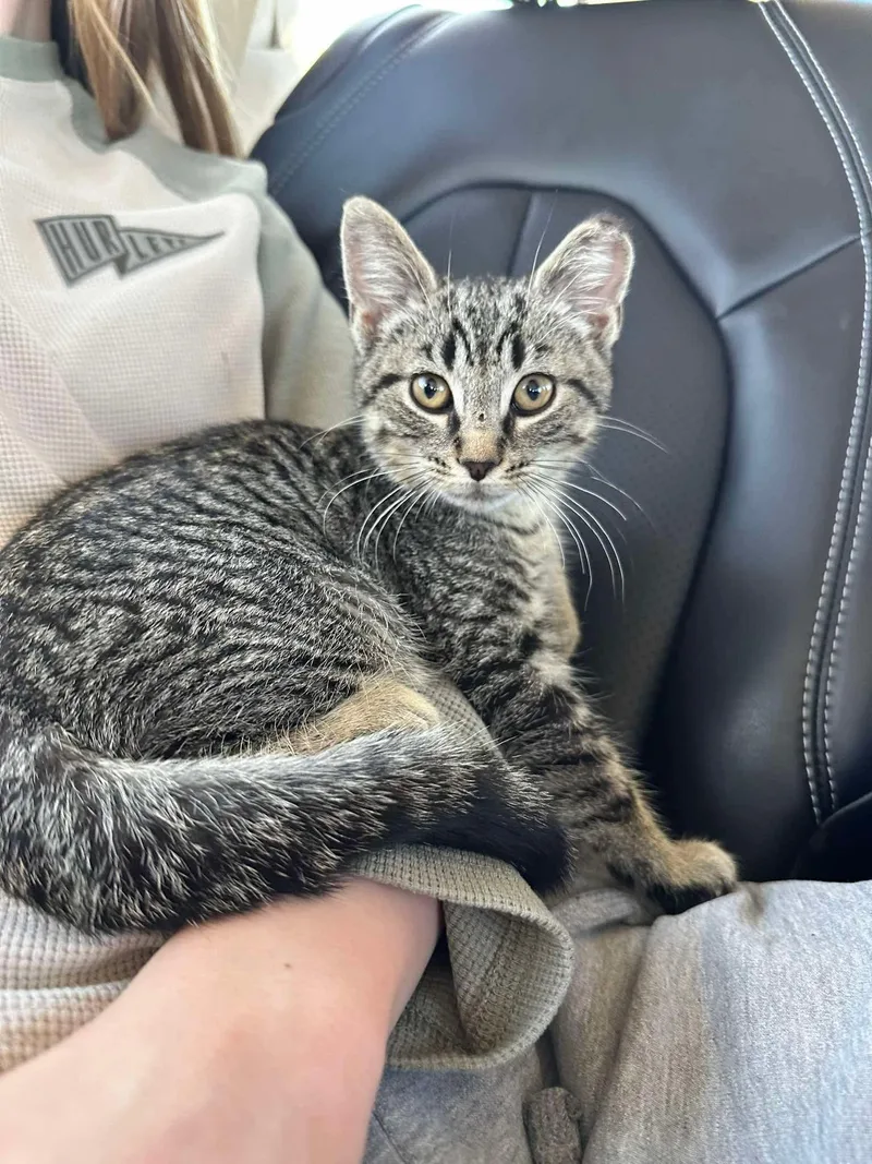 A baby medium-sized male Tabby (Buff / Tan / Fawn) Domestic Short Hair cat named Teddy for adoption in East Lansing, MI