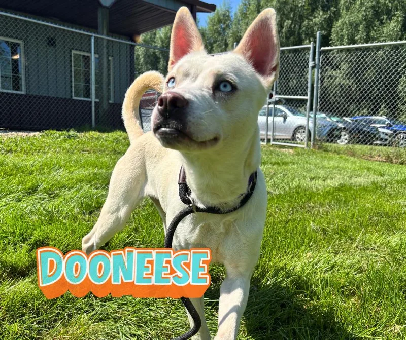Dooneese thumbnail 2