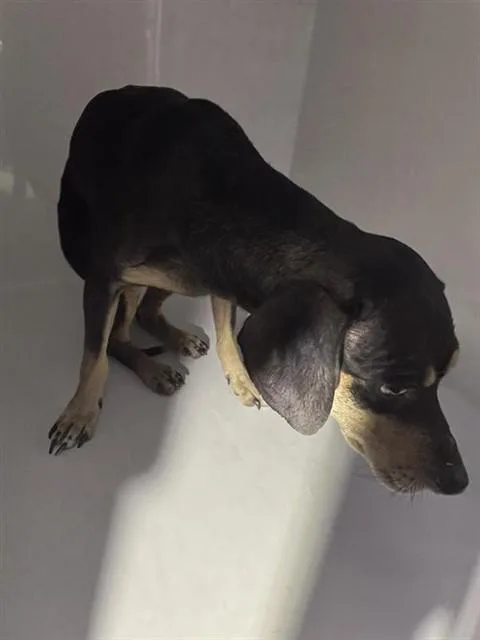 An adult small-sized male Chihuahua dog named A for adoption in Houston, TX