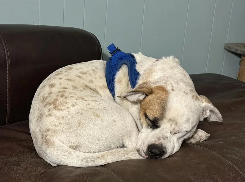 A young medium-sized male Mixed Breed dog named Coy for adoption in Aurora, CO