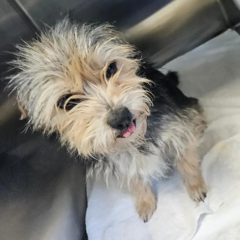 Hedgehog thumbnail 2