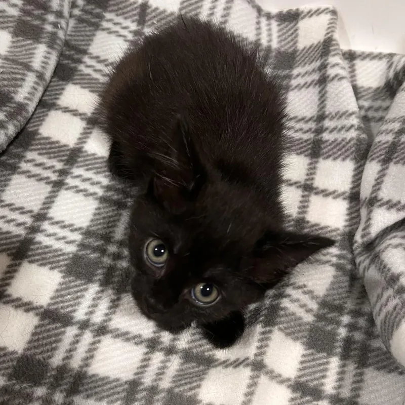 A baby small-sized female Black Domestic Short Hair cat named Peach for adoption in Washburn, MO