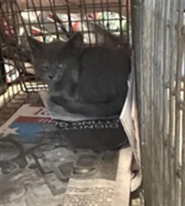 A baby small-sized male Domestic Short Hair cat named Seasmoke for adoption in Louisville, KY