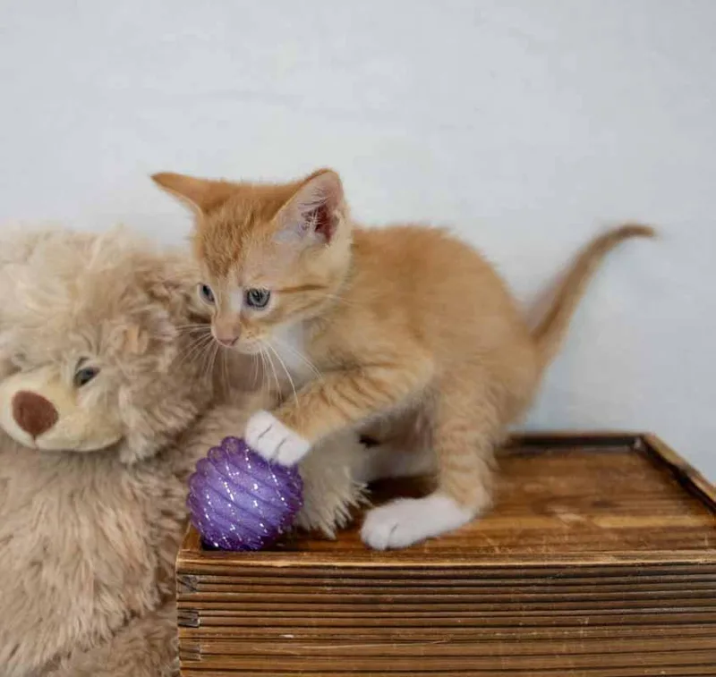 A baby medium-sized male Domestic Short Hair cat named Toby for adoption in Kennesaw, GA