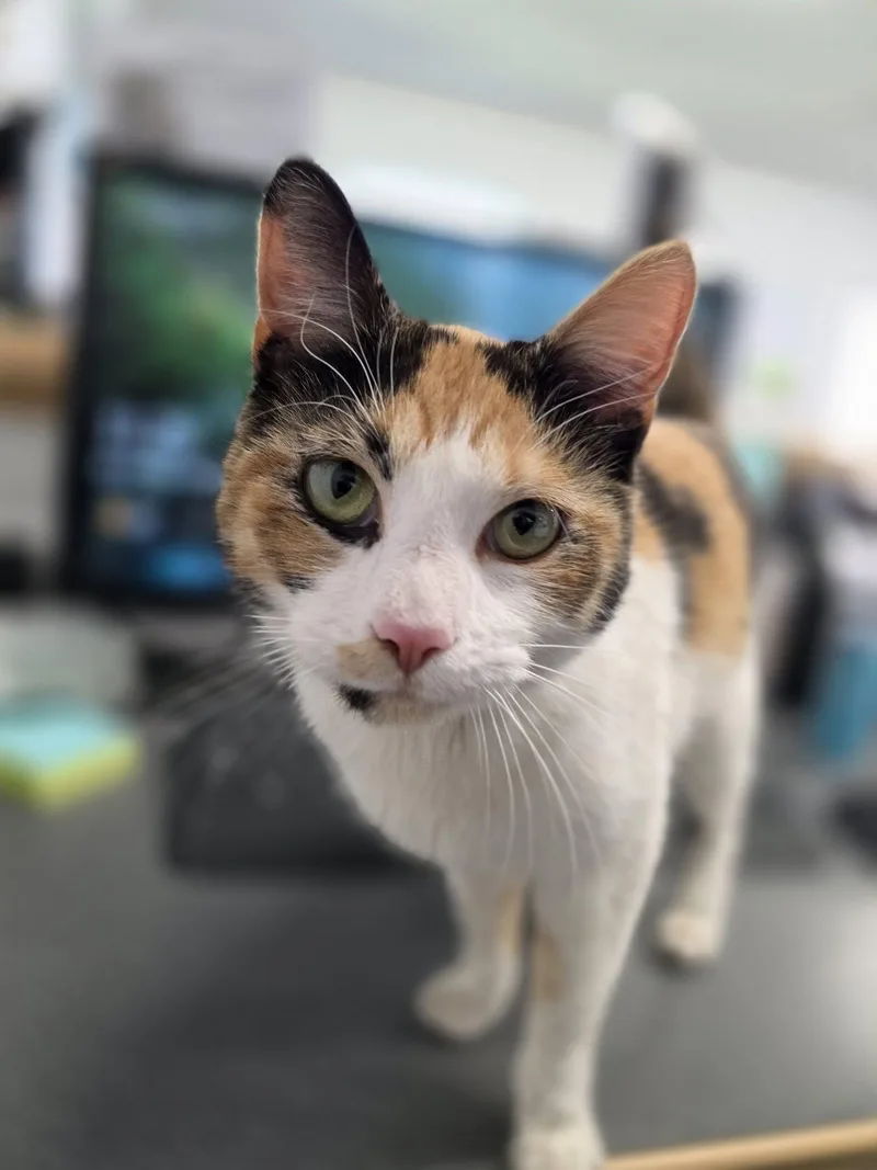 Kenzi