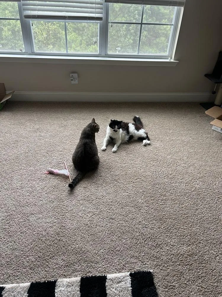 An adult medium-sized male Black & White / Tuxedo Domestic Medium Hair cat named Gomez for adoption in Salisbury, NC