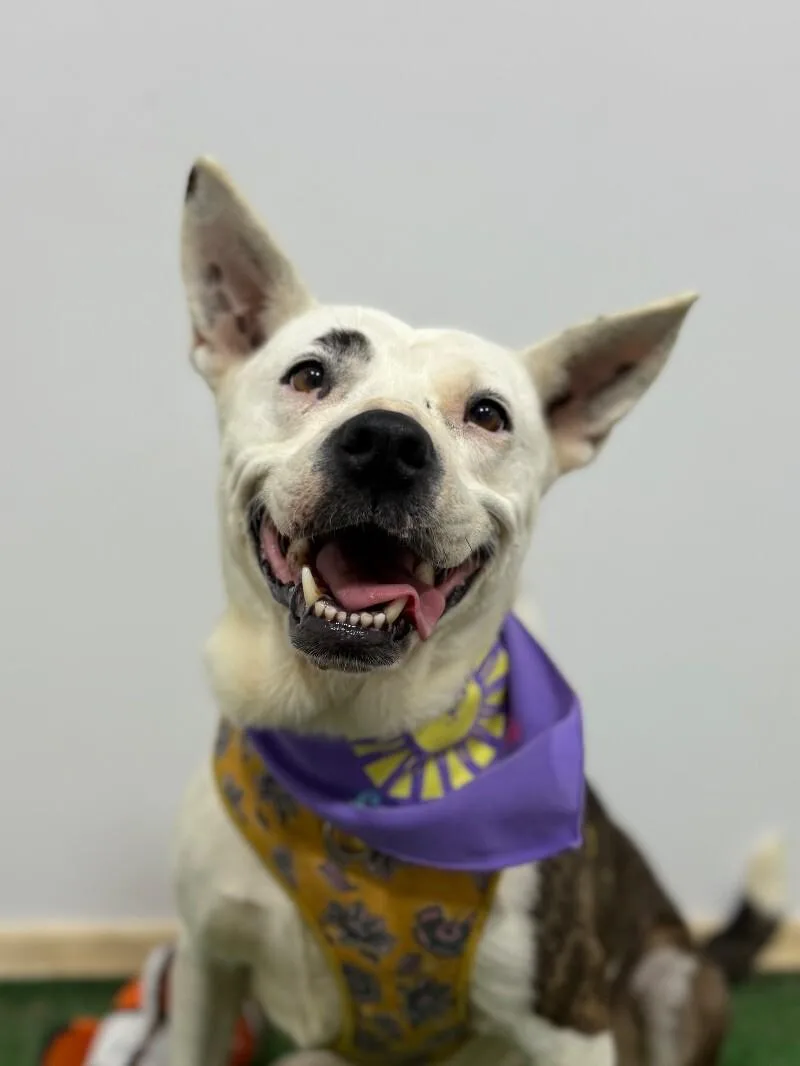 A young medium-sized female White / Cream Pit Bull Terrier dog named Beauty for adoption in Carlsbad, CA