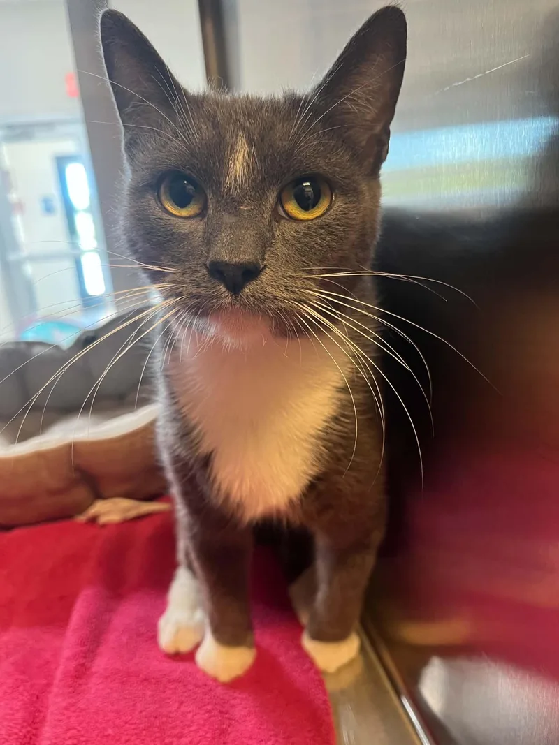 An adult medium-sized female Gray & White Domestic Short Hair cat named Tanya for adoption in Chambersburg, PA