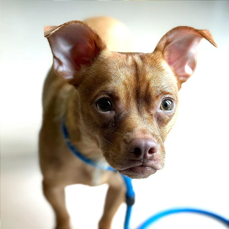 A young small-sized male Yellow / Tan / Blond / Fawn Chihuahua dog named Matty for adoption in Perkiomenville, PA