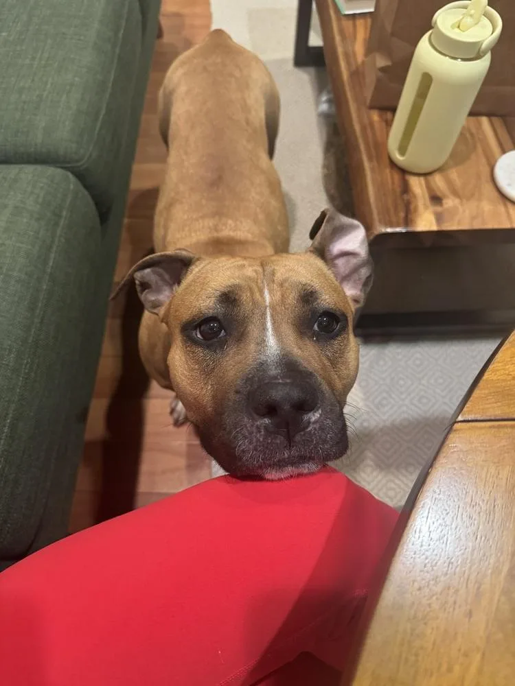 An adult medium-sized female White / Cream Mixed Breed dog named Carla for adoption in New York, NY