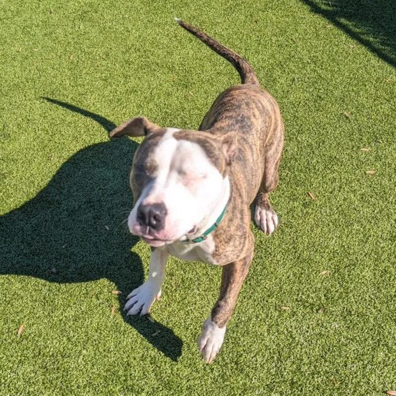 An adult large-sized male Brindle Pit Bull Terrier dog named Coppertone for adoption in Greensboro, NC