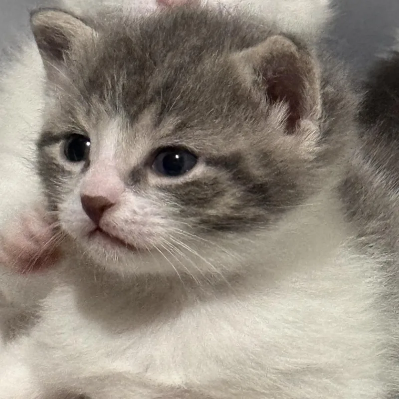 A baby small-sized male Gray / Blue / Silver Domestic Short Hair cat named Elana for adoption in Philadelphia, PA