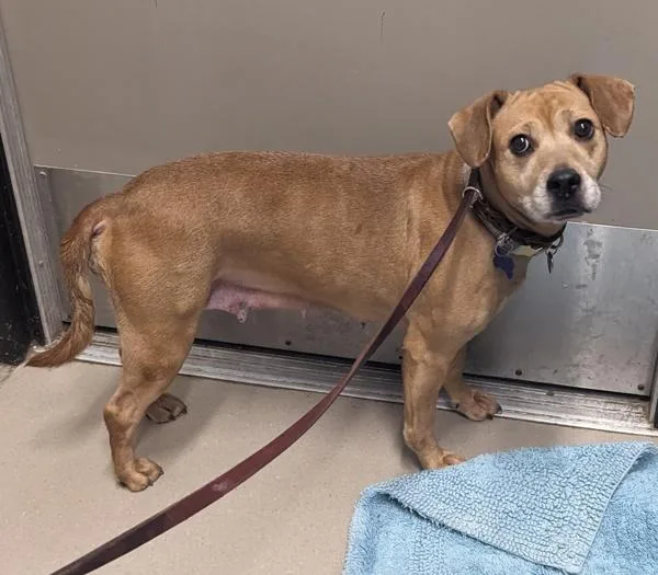 An adult medium-sized female Terrier dog named Enola for adoption in El Cajon, CA