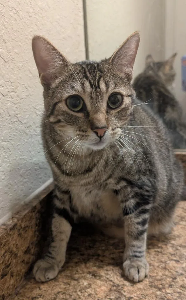 A young medium-sized male Tabby cat named Ninja for adoption in San Antonio, TX