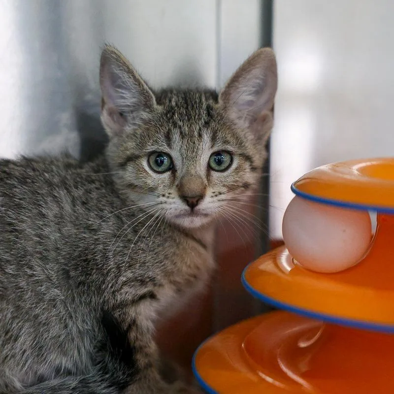 A baby small-sized female Brown / Chocolate Domestic Short Hair cat named Hissy Prissy for adoption in Bradenton, FL