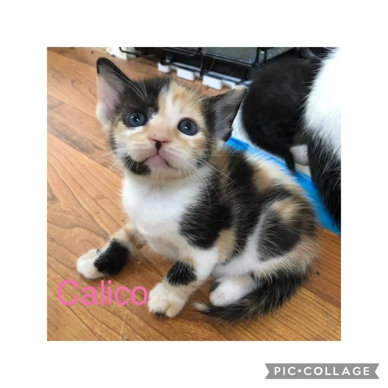A young medium-sized female Domestic Short Hair cat named Aira Mirage for adoption in Mount Laurel, NJ