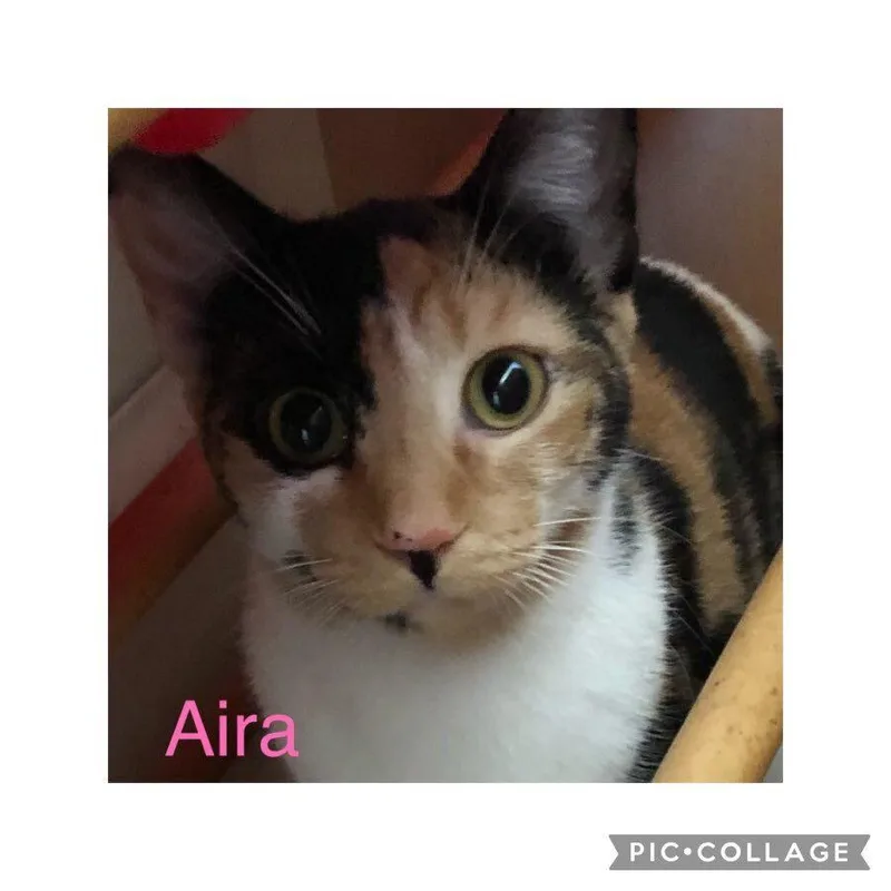 Aira Mirage thumbnail 3