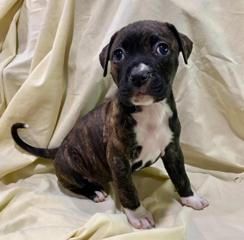 A baby medium-sized female Pit Bull Terrier dog named Yogi Bear for adoption in Hartsville, SC