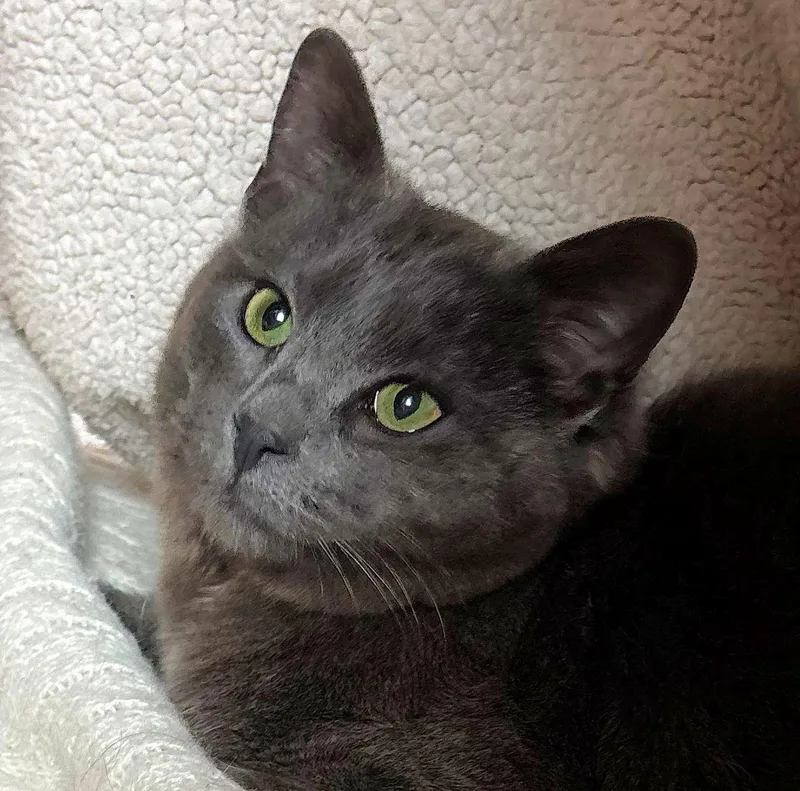 Courtesy Listing  Roger thumbnail 4