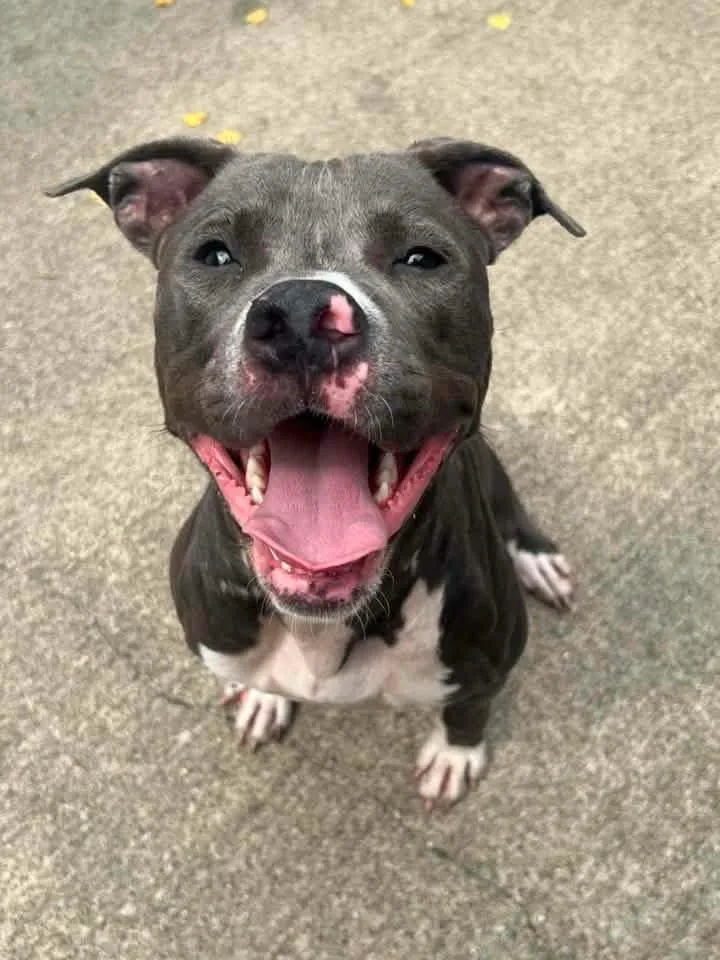 An adult medium-sized female Gray / Blue / Silver Pit Bull Terrier dog named Renata for adoption in Chicago, IL