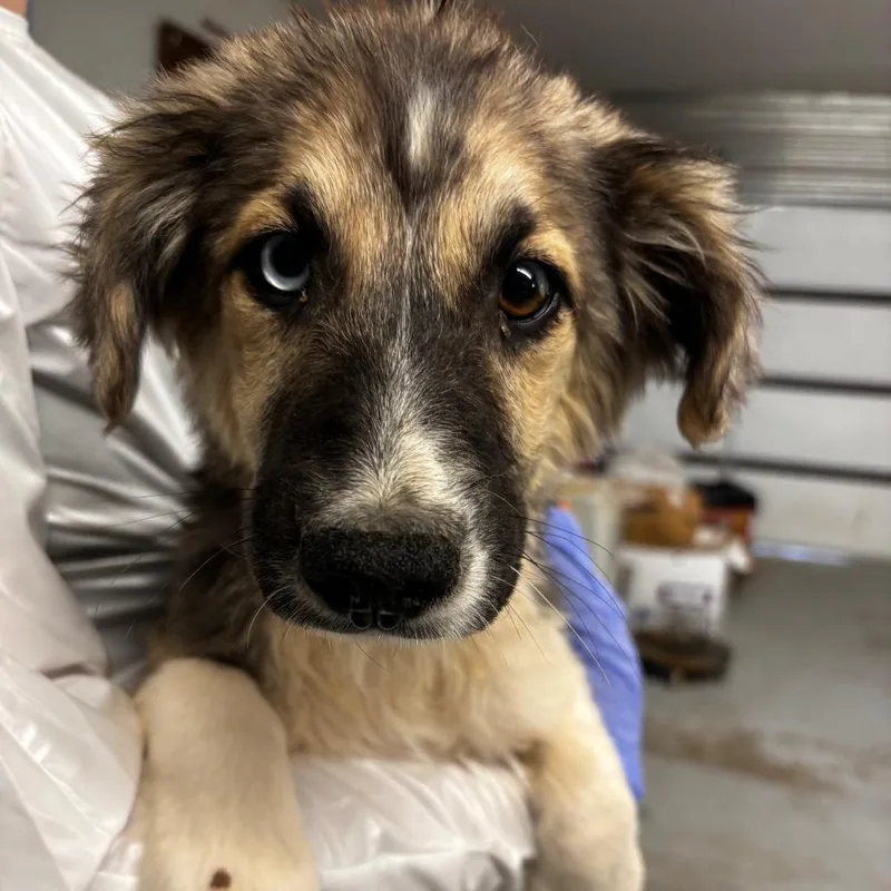 A baby small-sized female Black Mixed Breed dog named Tweed for adoption in Moab, UT