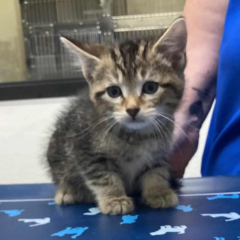 A baby small-sized male Brown / Chocolate Domestic Short Hair cat named Tigresa for adoption in Galveston, TX
